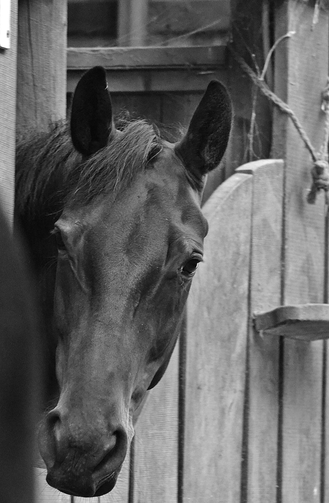 Anden særlig race Nyskovens silas af skovsøgård billede 3