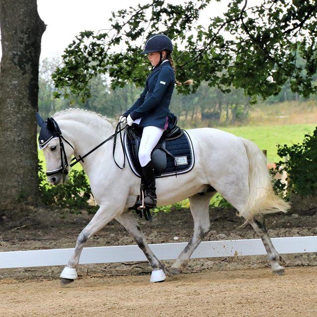 Welsh Pony (sec B) Bakkegaarden's Sputnik billede 16