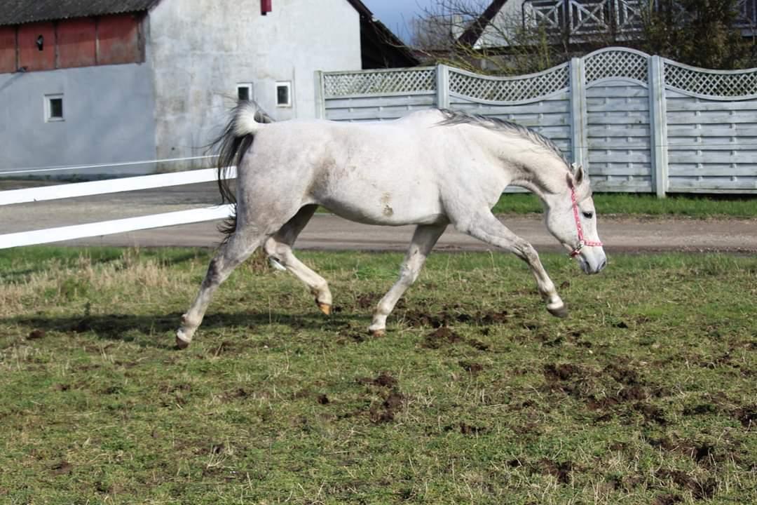 Arabisk fuldblod (OX) Sharifa Bint Jeska <3 *SOLGT* billede 5