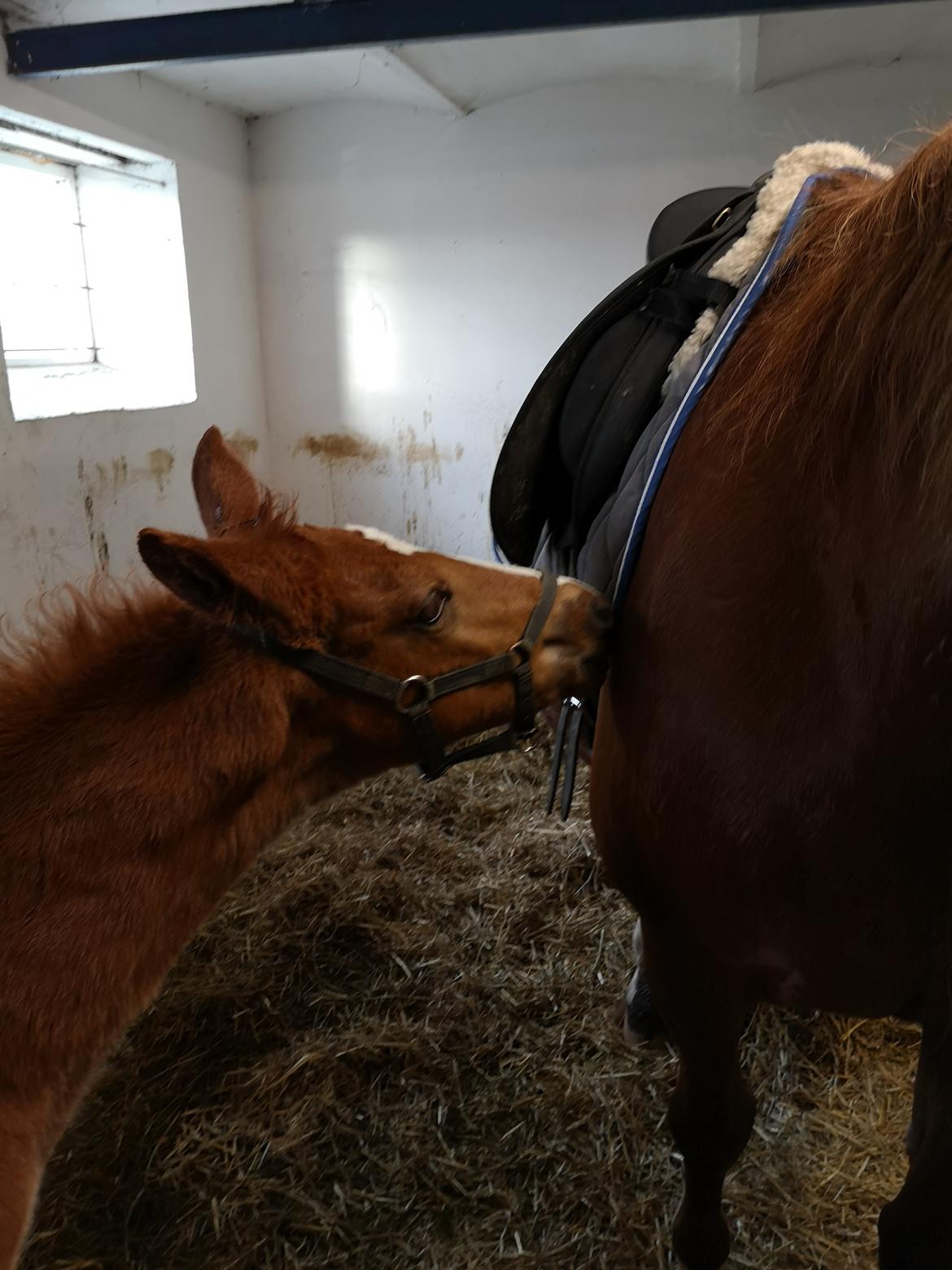 Frederiksborg Vestergårds Manox billede 48