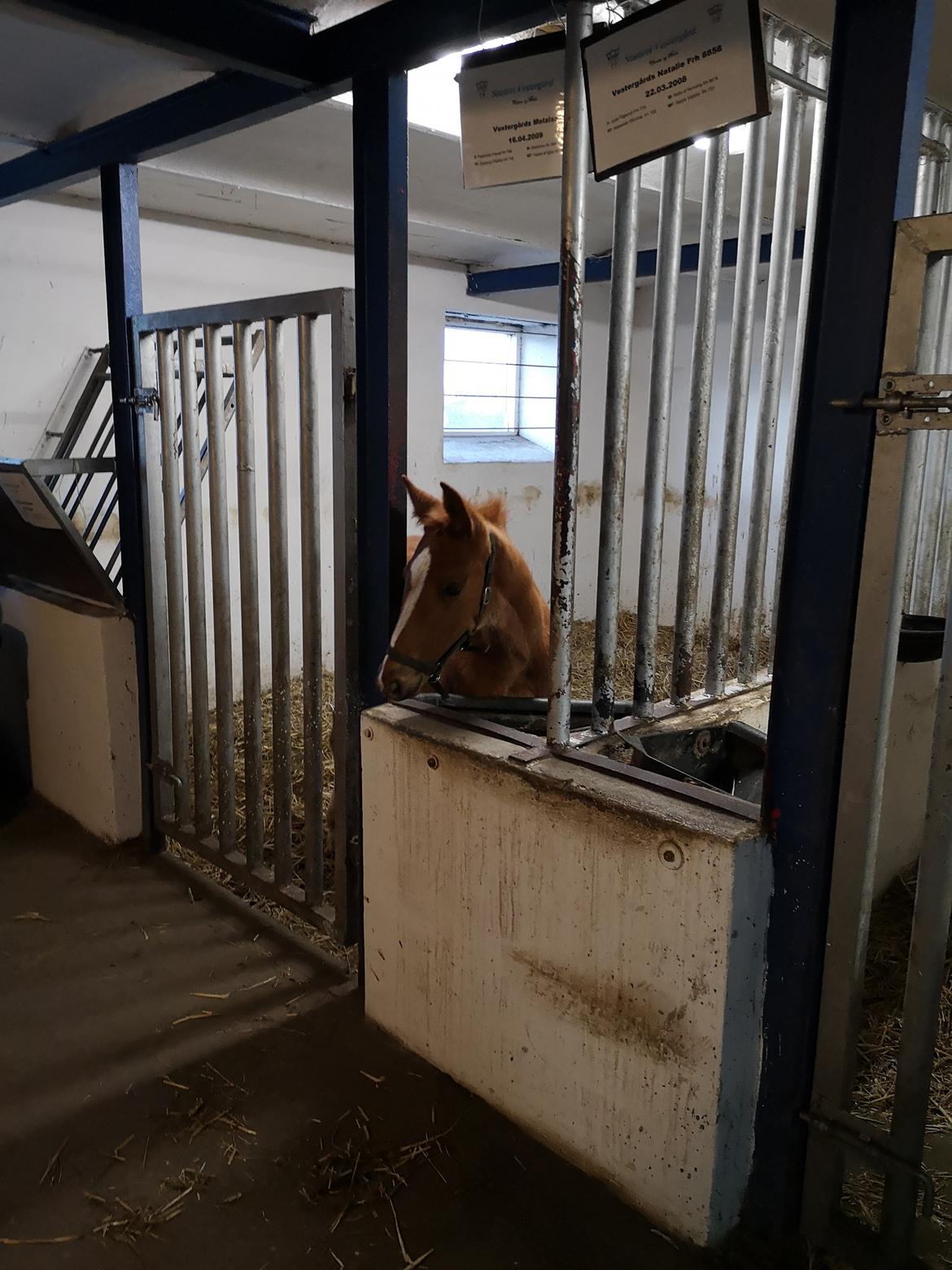 Frederiksborg Vestergårds Manox billede 45