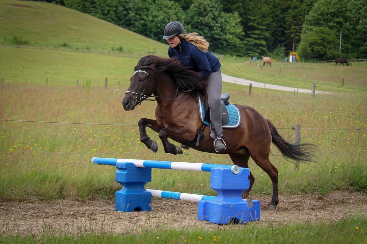 Islænder Litla fra Birkegården - Nyeste springbillede <3 Foto: StariAlex billede 4