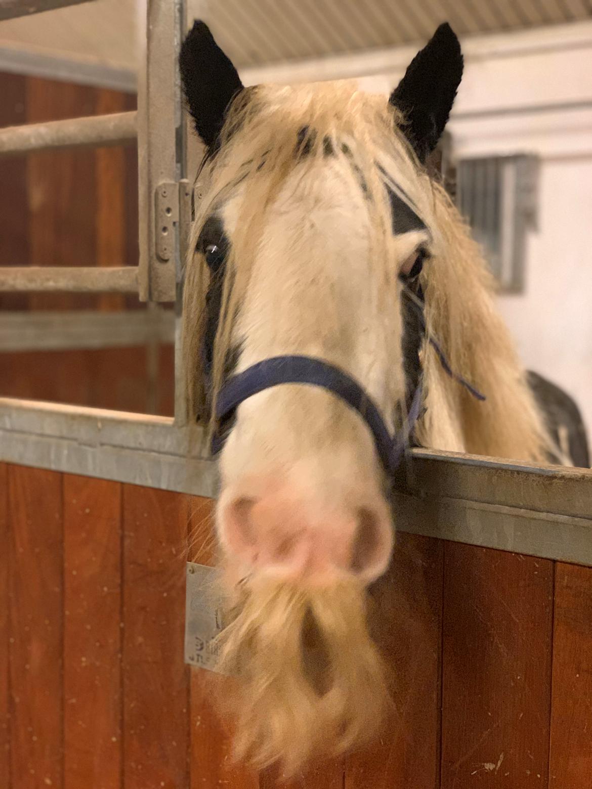Irish Cob Murphy's Pipsy Pie billede 1
