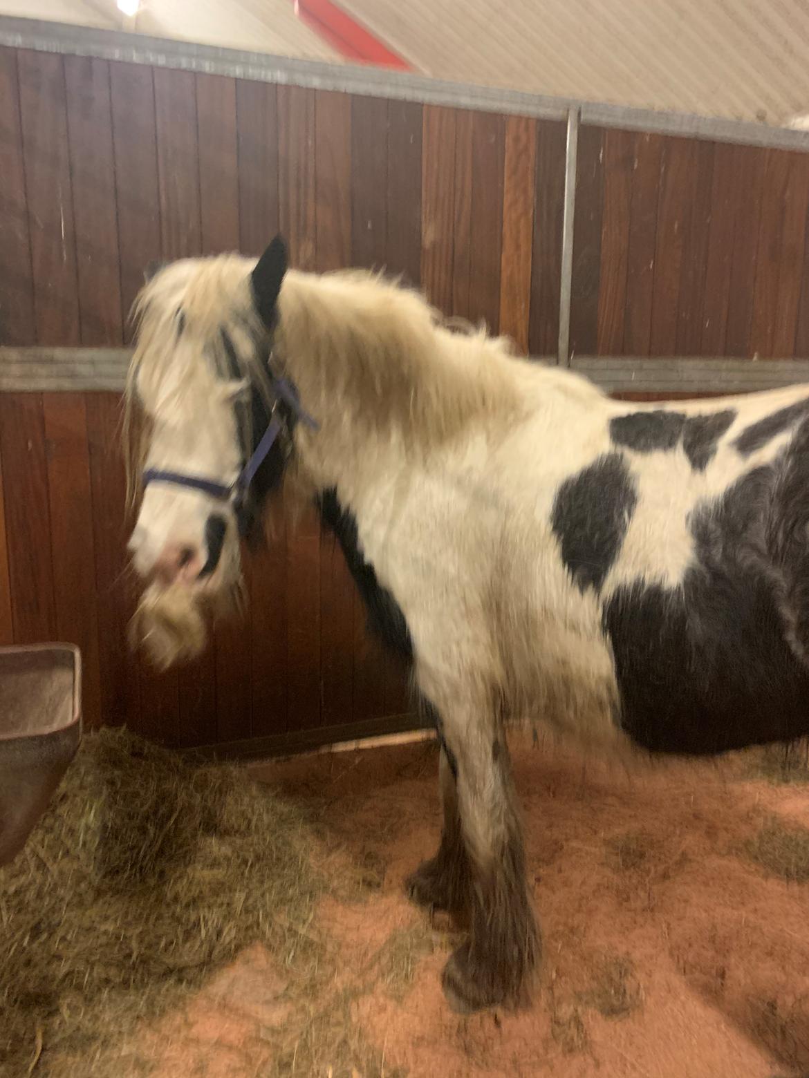 Irish Cob Murphy's Pipsy Pie billede 2