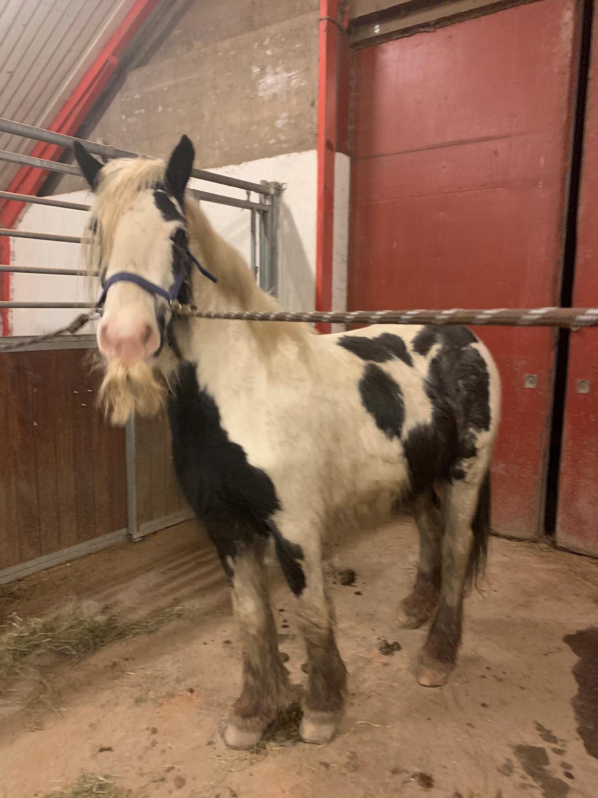 Irish Cob Murphy's Pipsy Pie billede 3