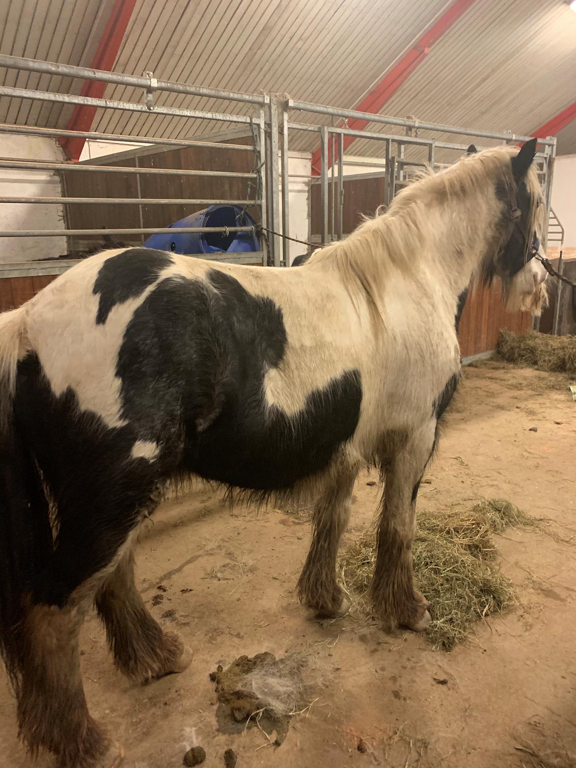 Irish Cob Murphy's Pipsy Pie billede 4