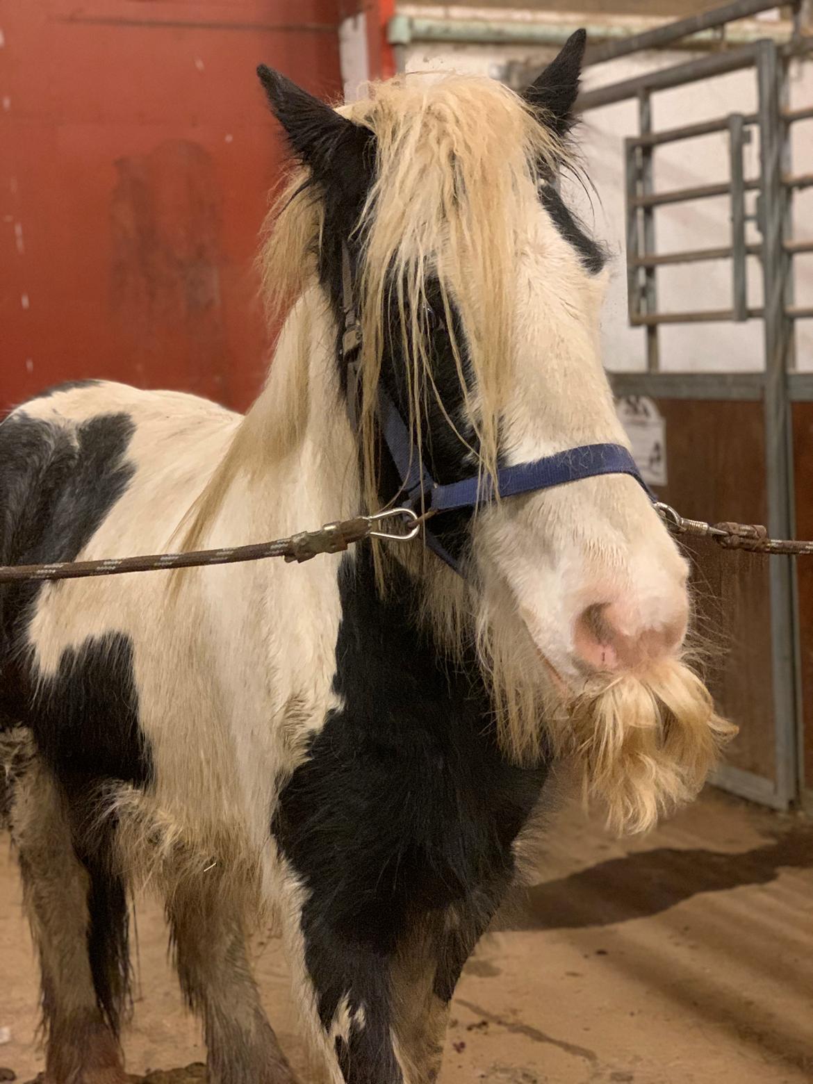 Irish Cob Murphy's Pipsy Pie billede 5