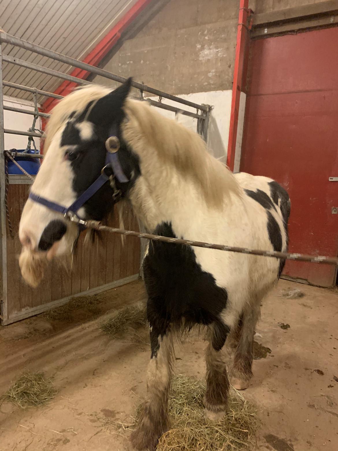 Irish Cob Murphy's Pipsy Pie billede 6