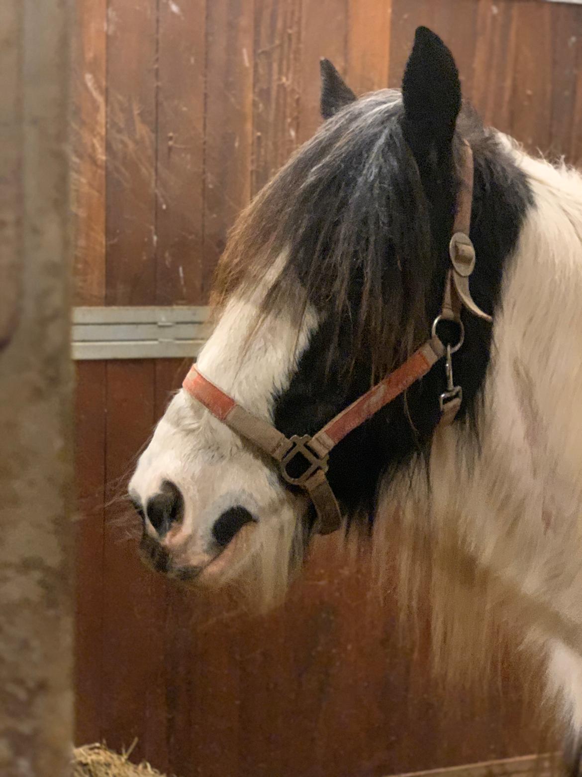 Irish Cob Wilma * solgt * billede 1