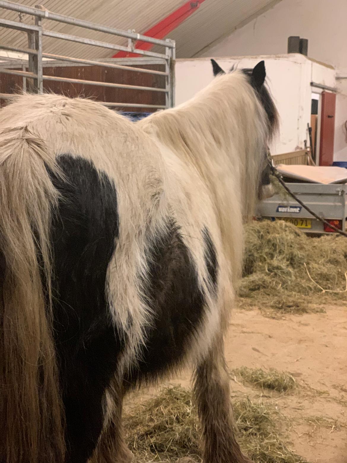 Irish Cob Wilma * solgt * billede 3