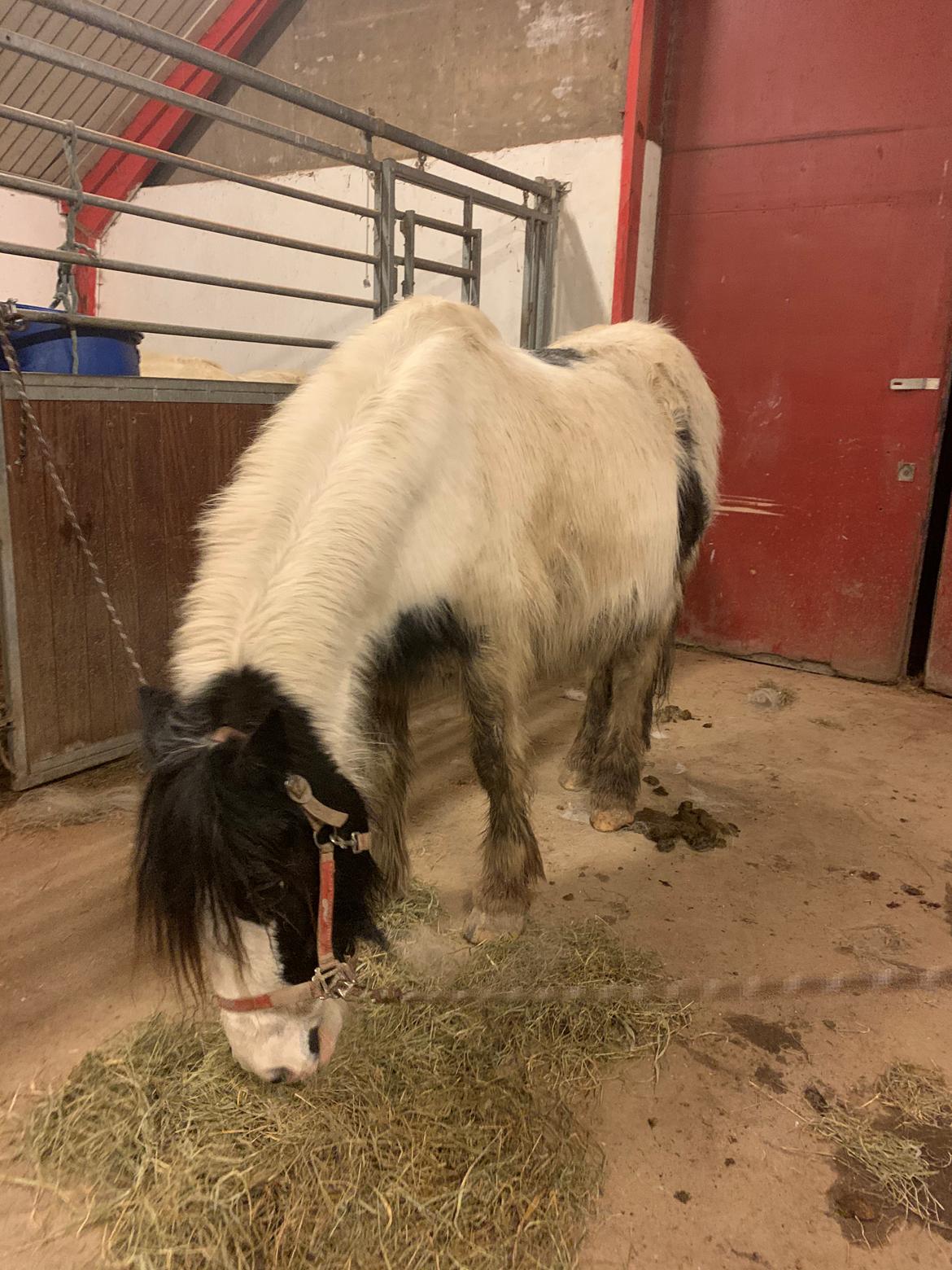 Irish Cob Wilma * solgt * billede 4