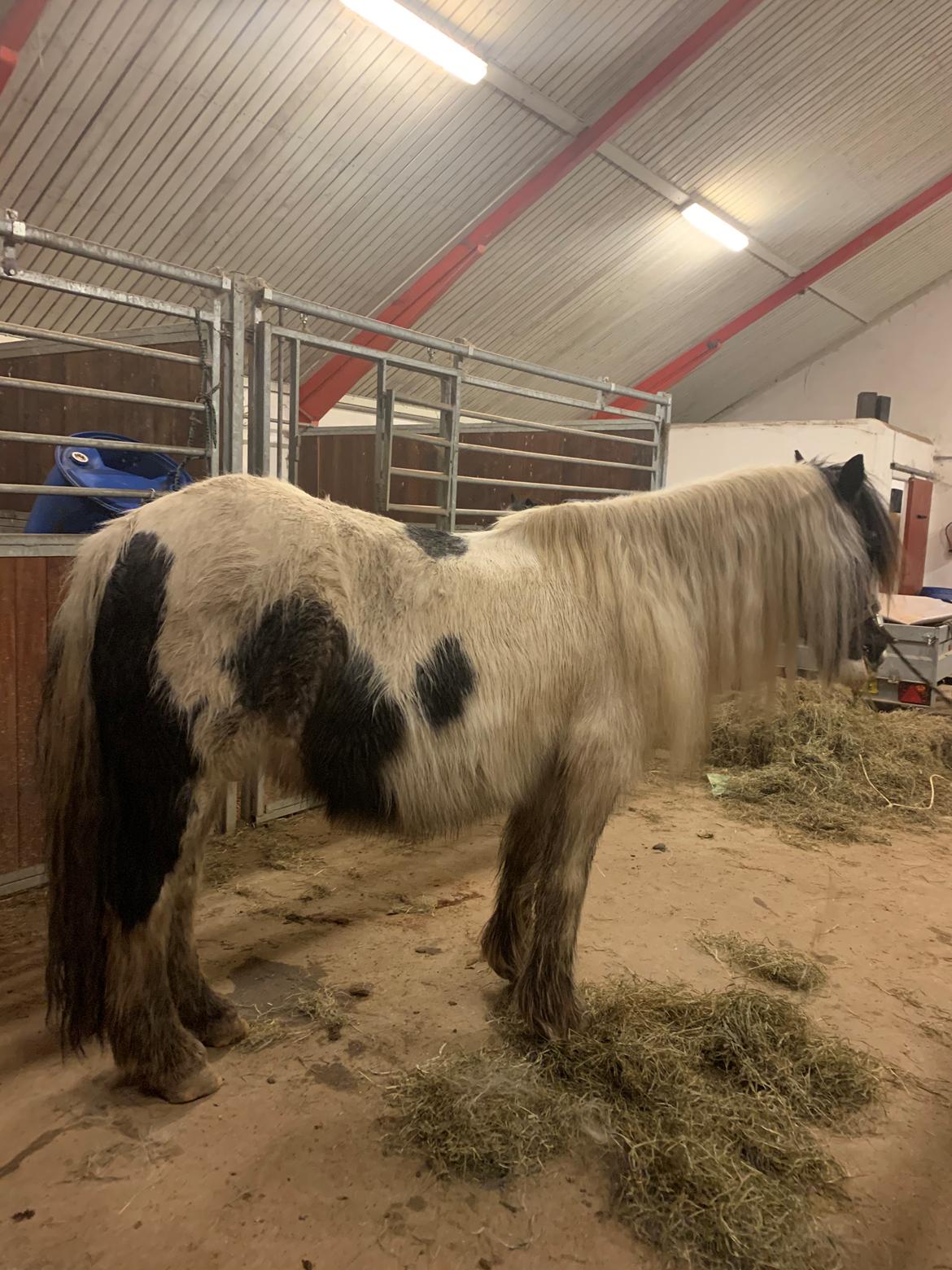 Irish Cob Wilma * solgt * billede 2