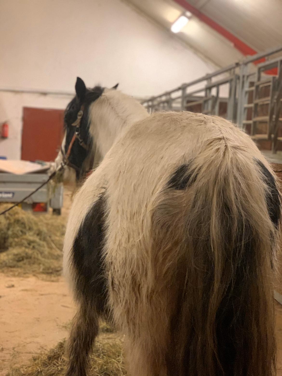 Irish Cob Wilma * solgt * billede 5