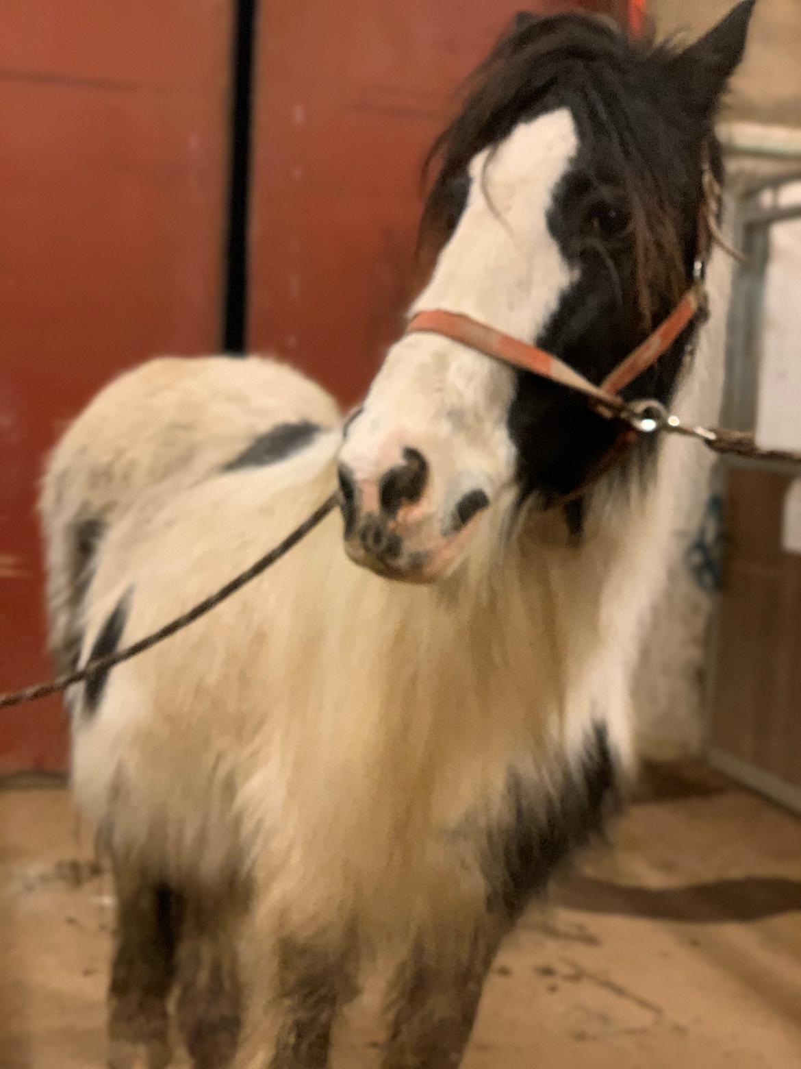 Irish Cob Wilma * solgt * billede 6