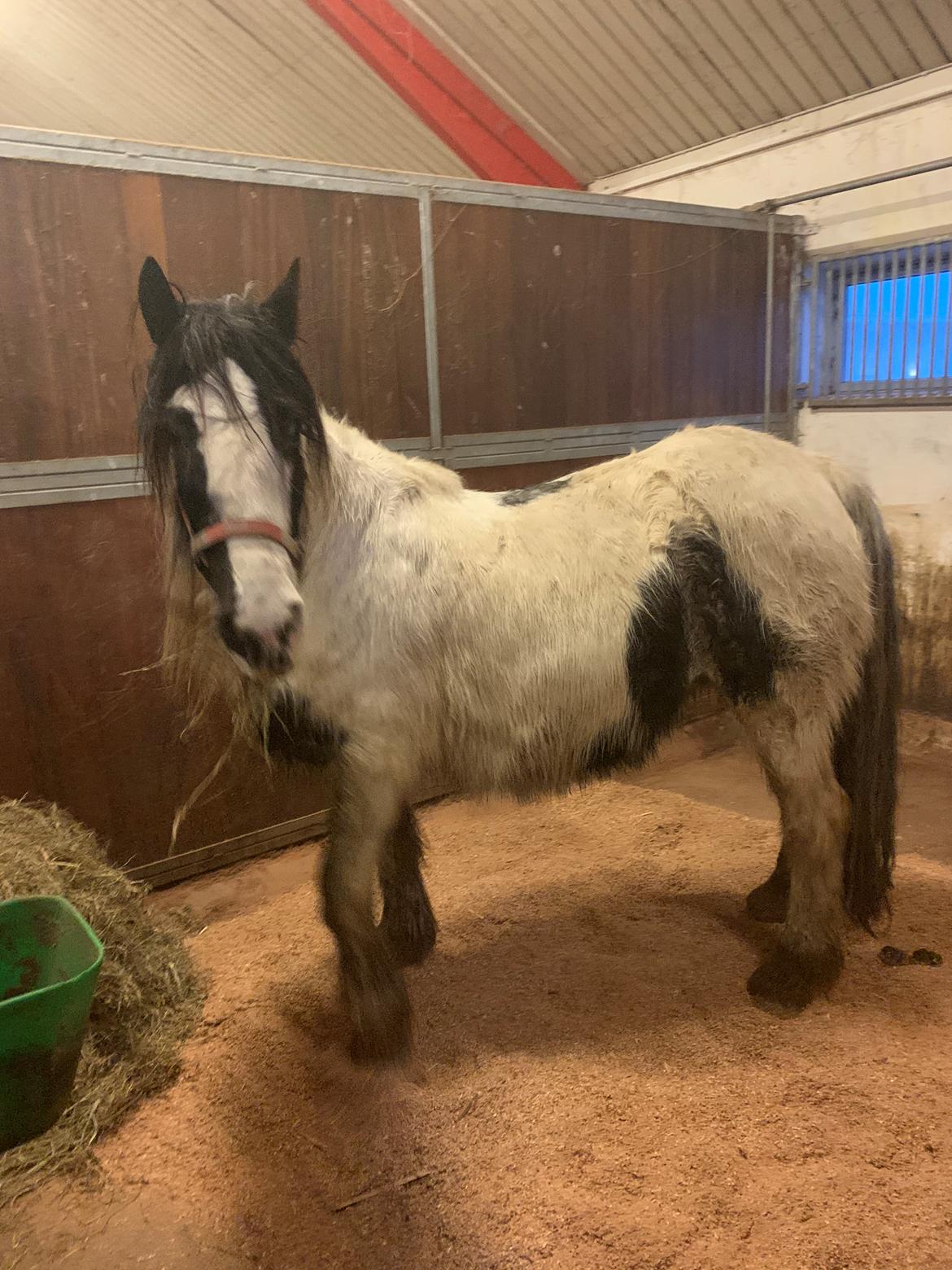 Irish Cob Wilma * solgt * billede 7