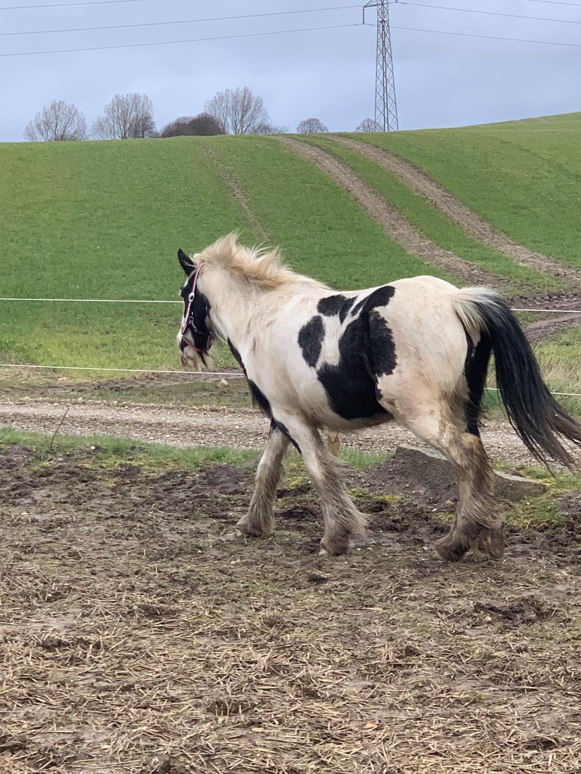 Irish Cob Murphy's Pipsy Pie billede 7