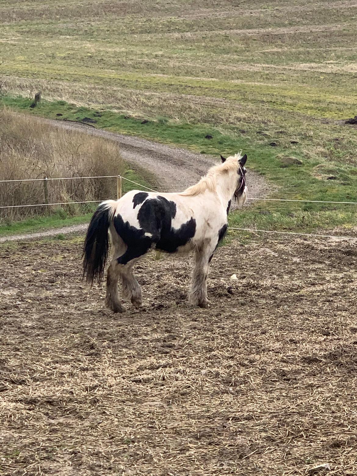 Irish Cob Murphy's Pipsy Pie billede 8