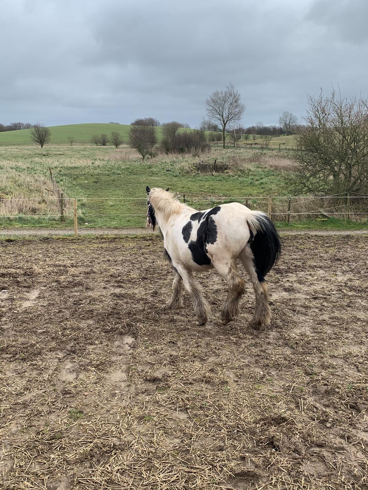Irish Cob Murphy's Pipsy Pie billede 9