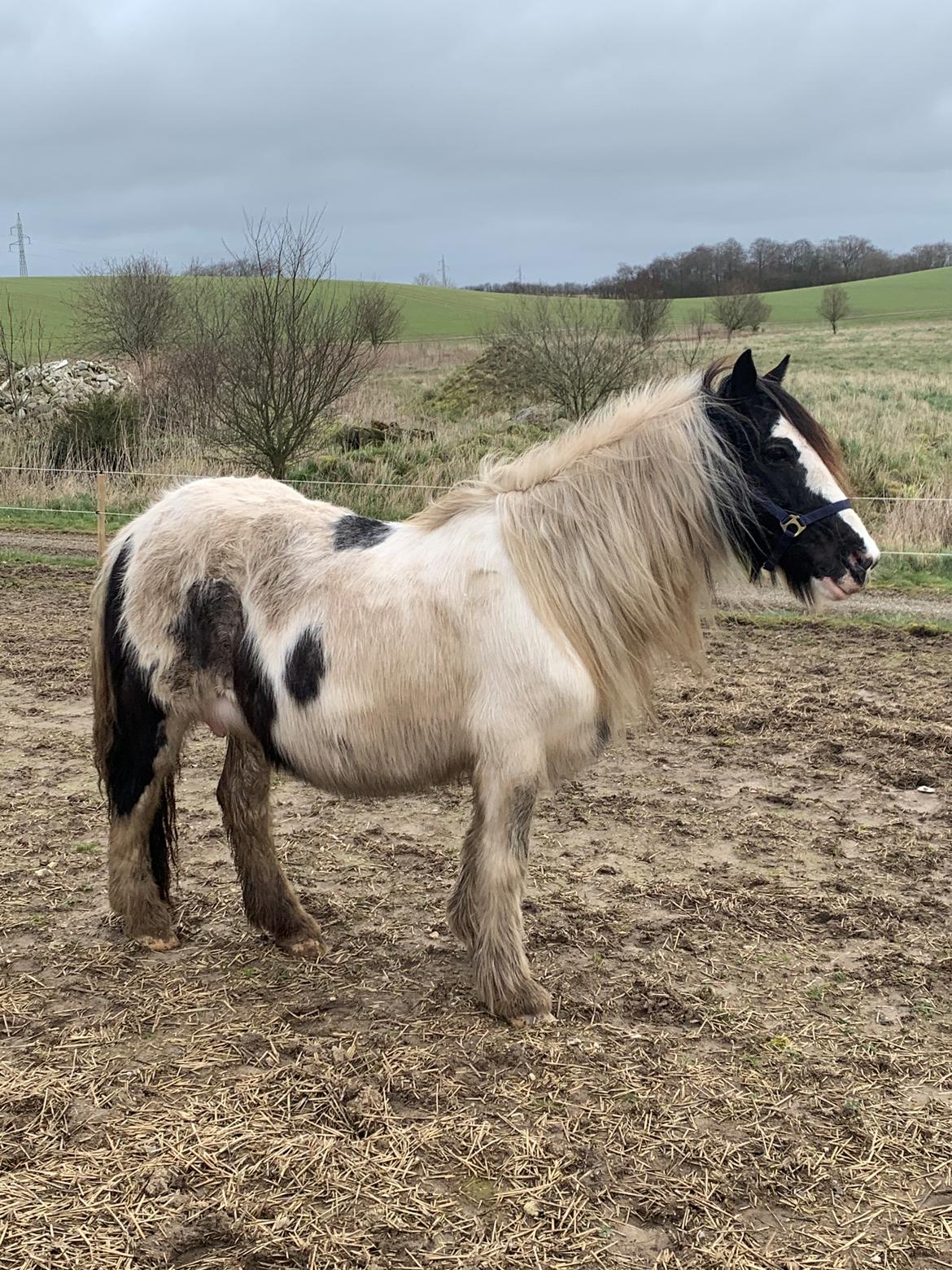 Irish Cob Wilma * solgt * billede 9