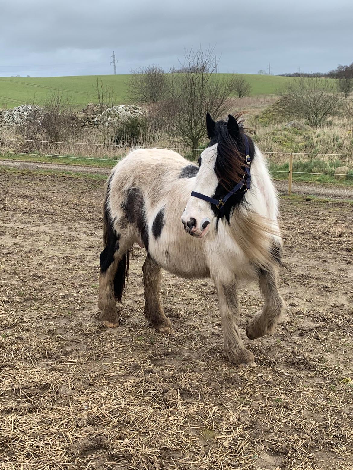 Irish Cob Wilma * solgt * billede 8