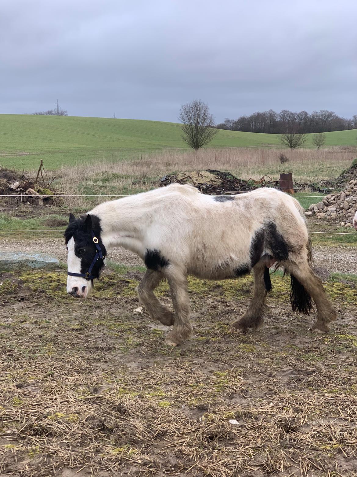 Irish Cob Wilma * solgt * billede 10