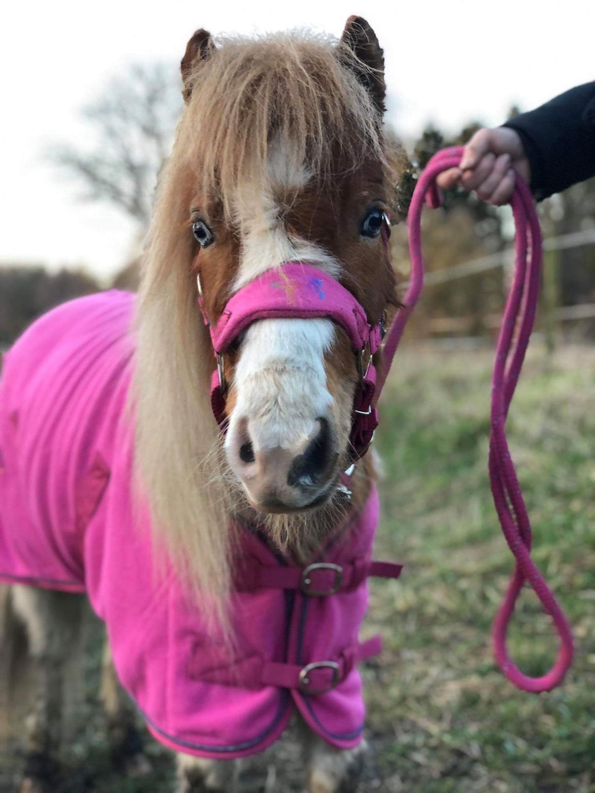 Anden særlig race Trille (Trine)  billede 1