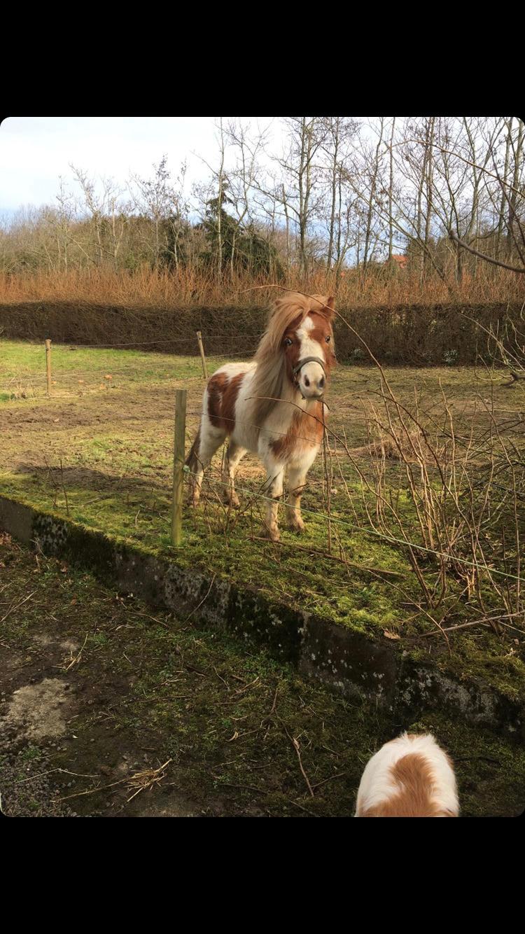 Anden særlig race Trille (Trine)  billede 3