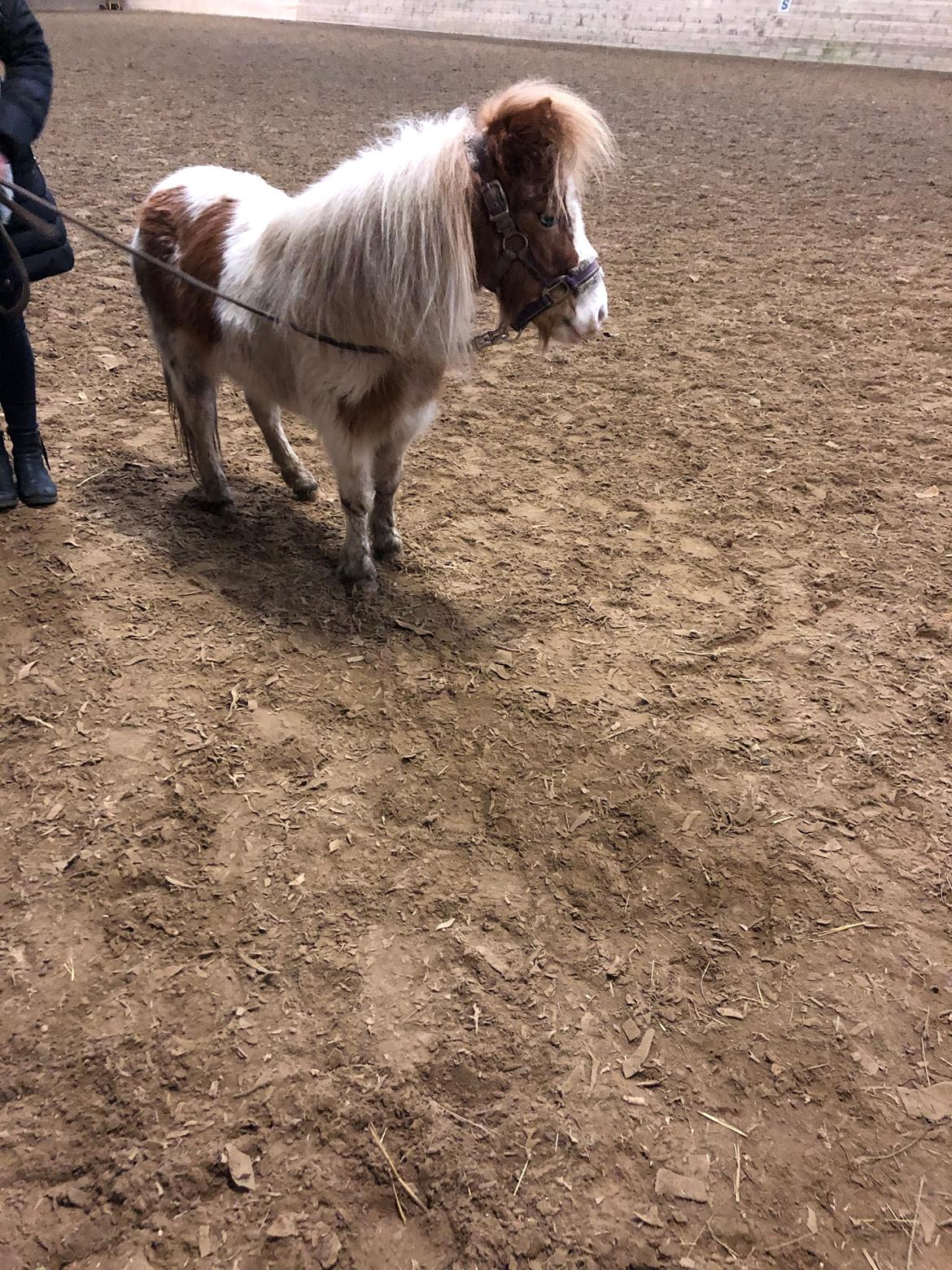 Anden særlig race Trille (Trine)  billede 8