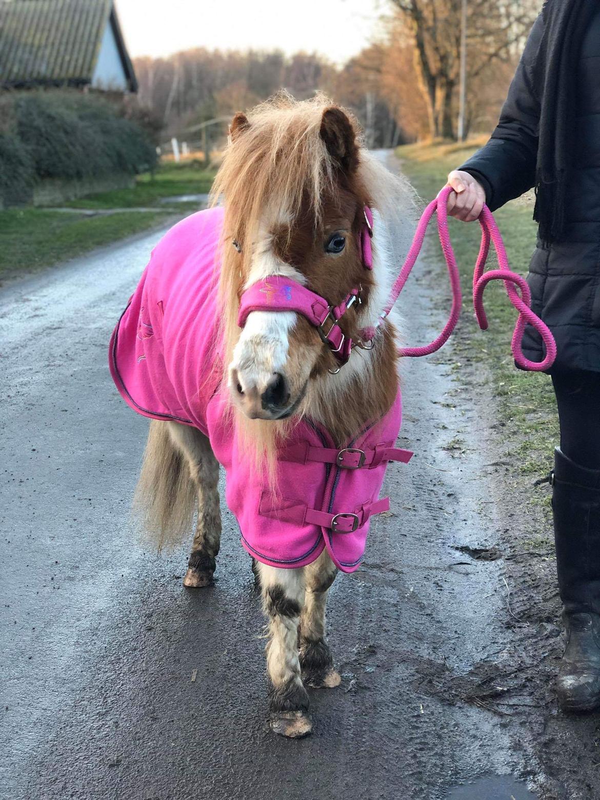 Anden særlig race Trille (Trine)  billede 2