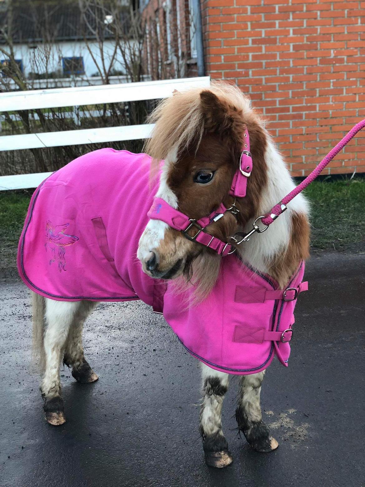 Anden særlig race Trille (Trine)  billede 4