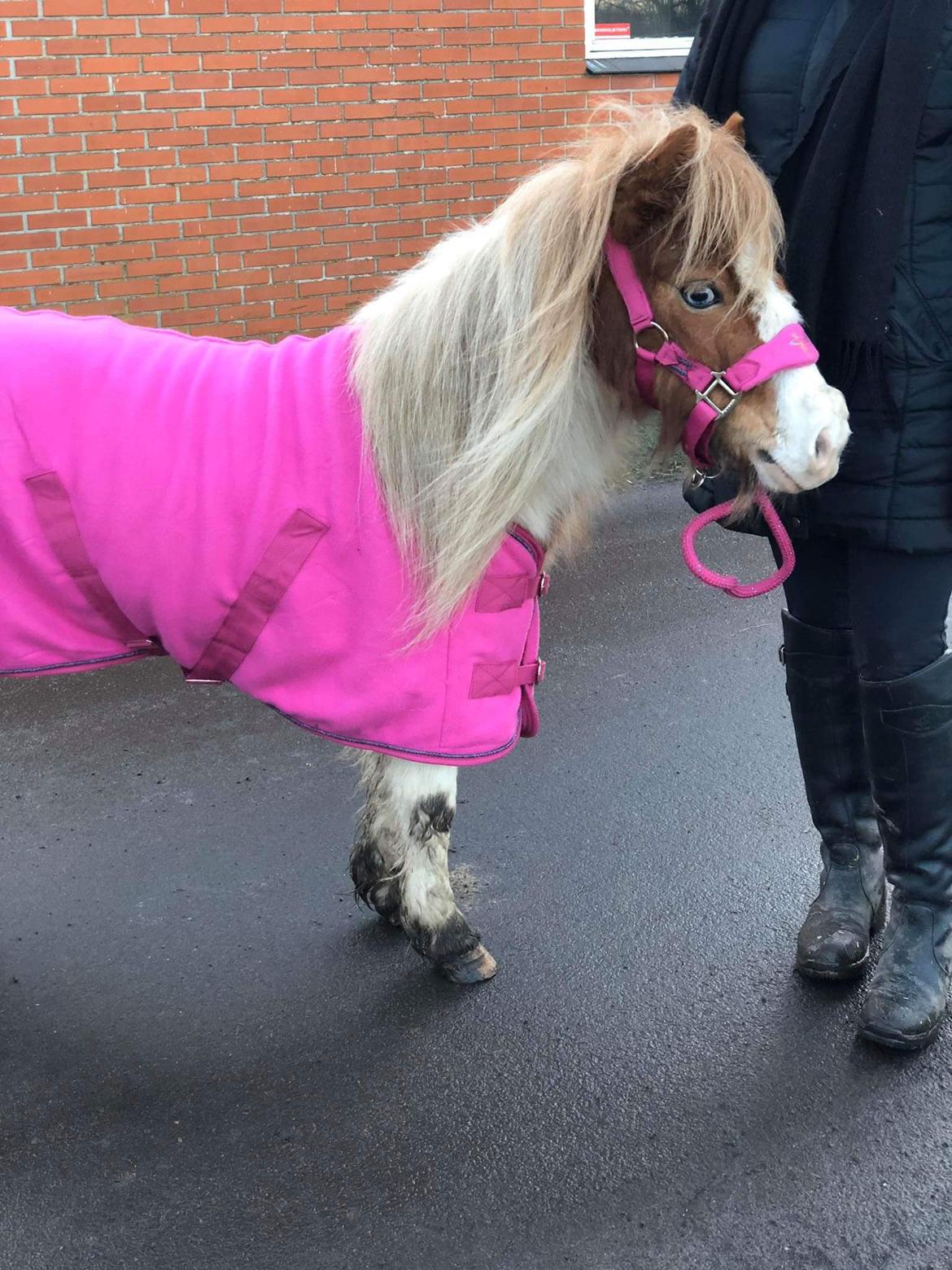 Anden særlig race Trille (Trine)  billede 5