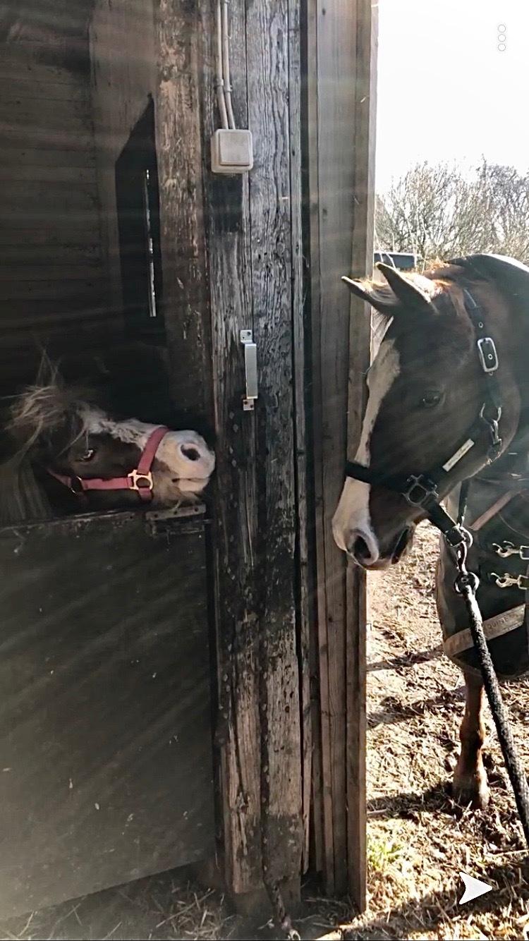 Anden særlig race Trille (Trine)  billede 6