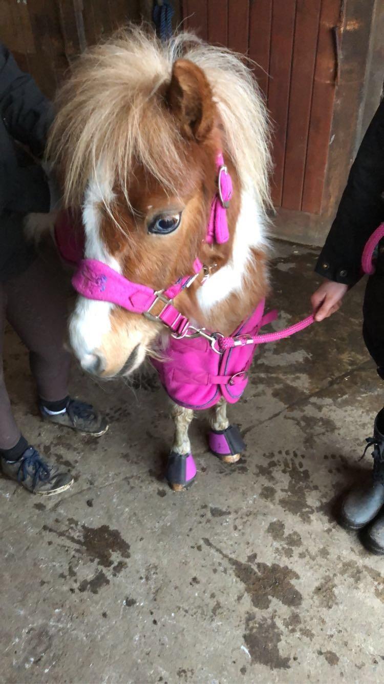 Anden særlig race Trille (Trine)  billede 7