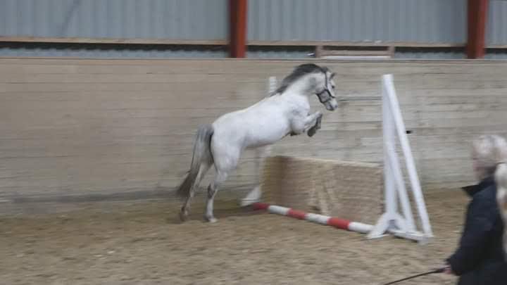 Welsh Pony (sec B) Dahlsminde Milano (dnk) billede 2