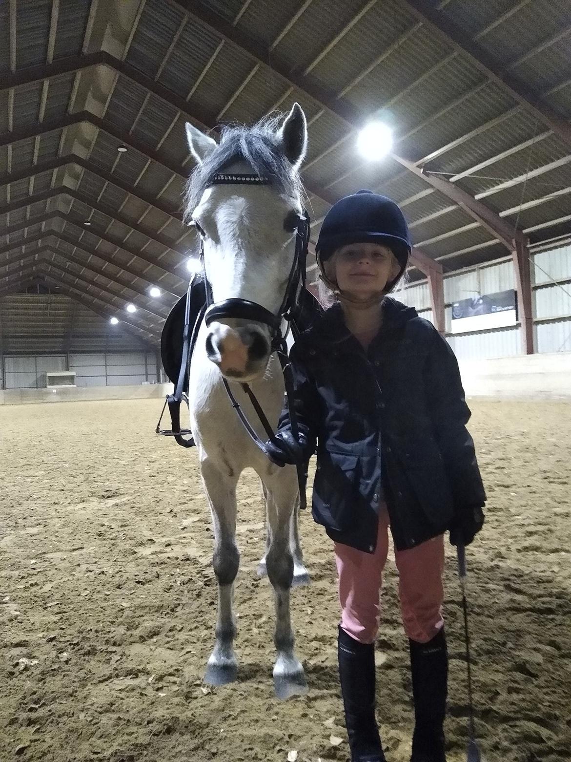 Welsh Pony (sec B) Dahlsminde Milano (dnk) billede 3