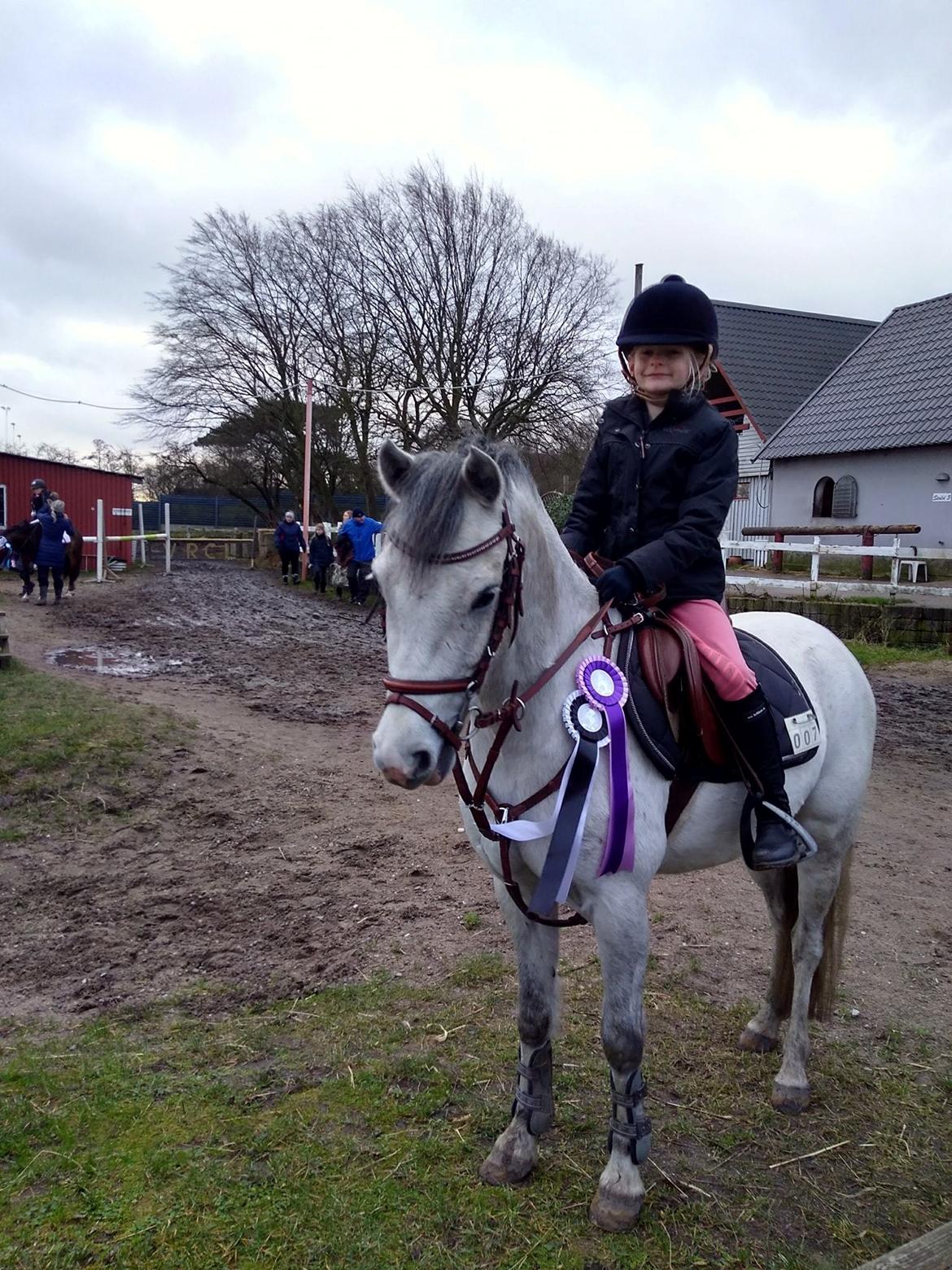 Welsh Pony (sec B) Dahlsminde Milano (dnk) billede 5