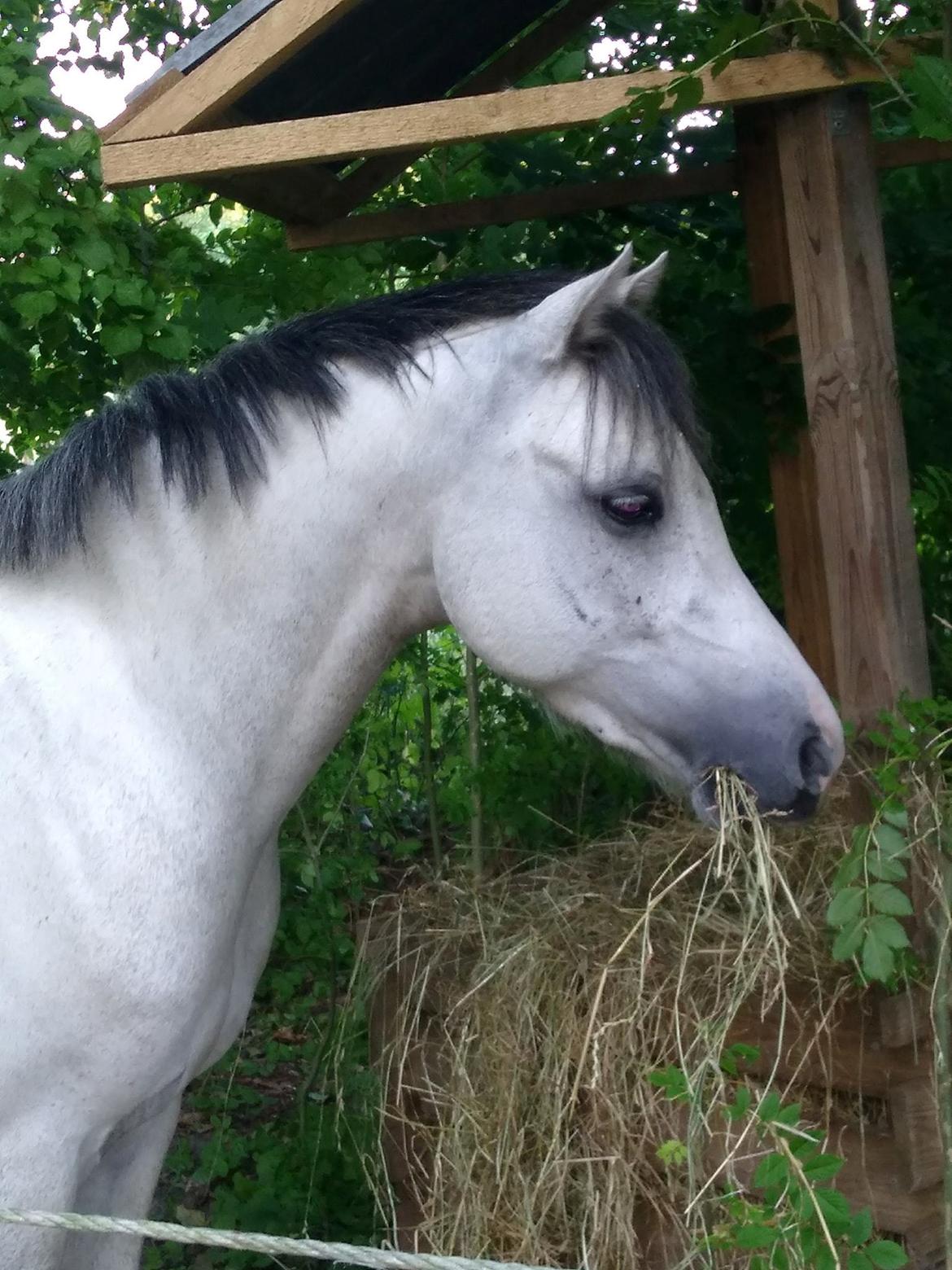 Welsh Pony (sec B) Dahlsminde Milano (dnk) billede 1