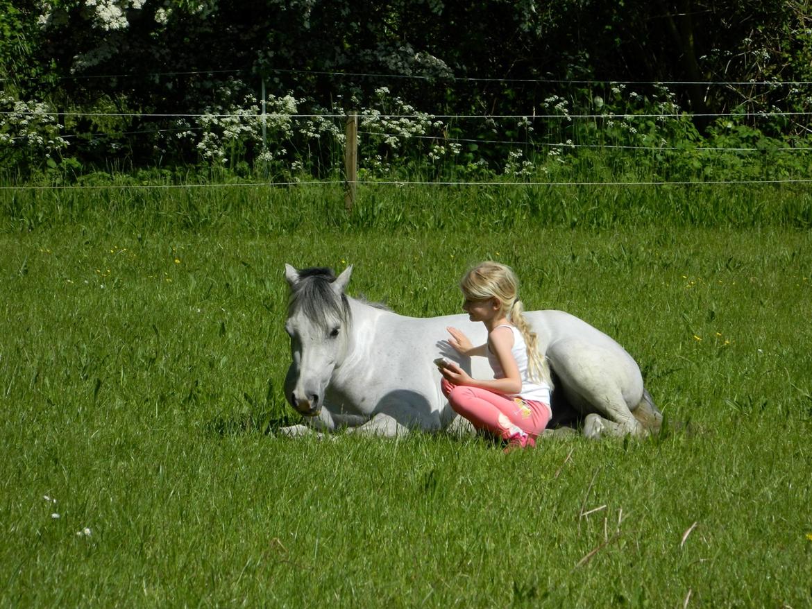 Welsh Pony (sec B) Dahlsminde Milano (dnk) billede 7