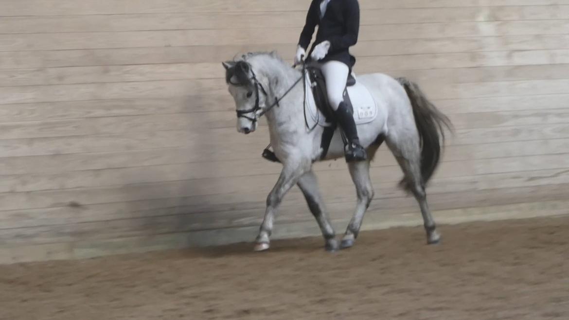 Welsh Pony (sec B) Dahlsminde Milano (dnk) billede 6