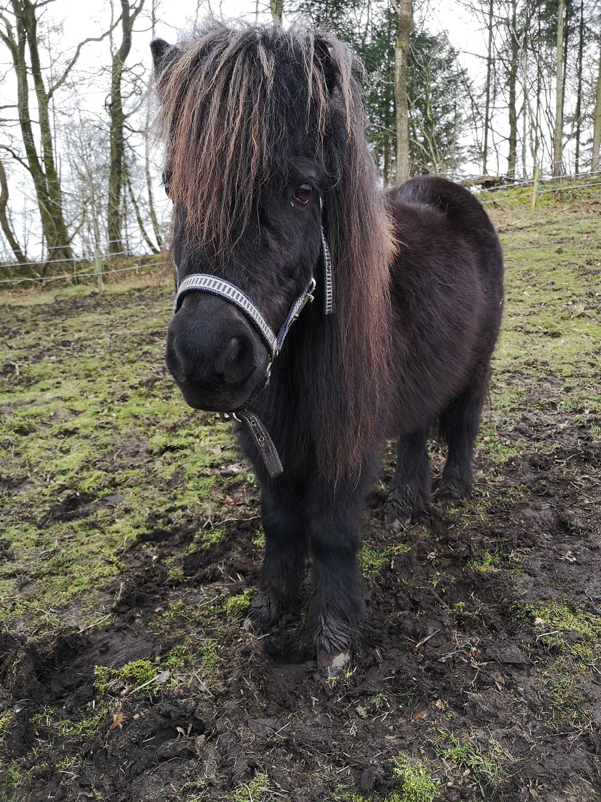 Anden særlig race Stacy (Daisy)  billede 3