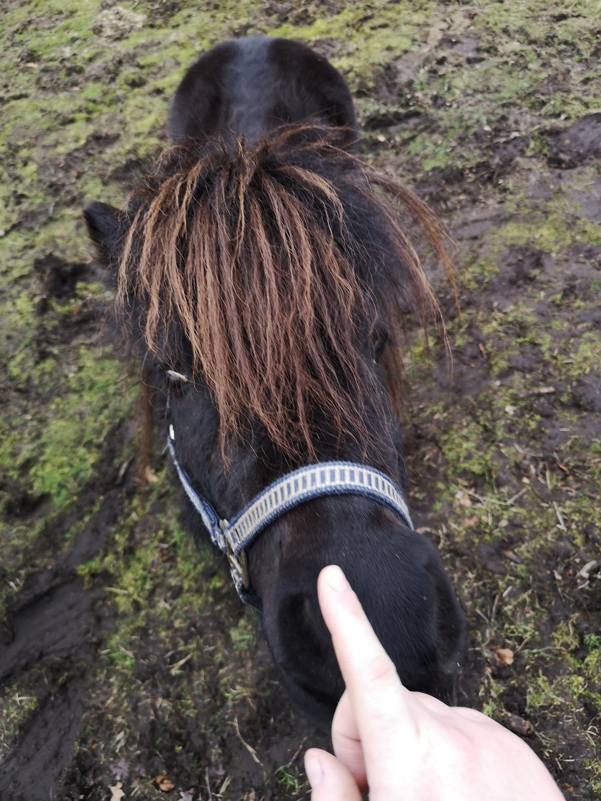 Anden særlig race Stacy (Daisy)  billede 4