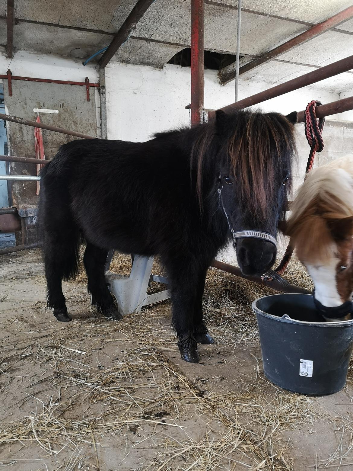 Anden særlig race Stacy (Daisy)  billede 2