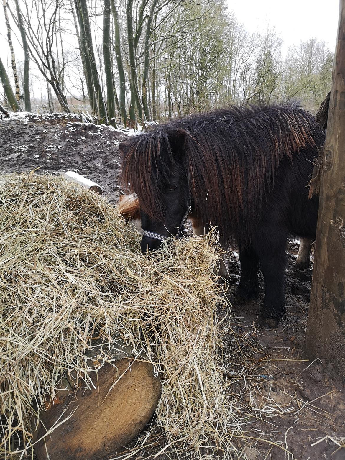 Anden særlig race Stacy (Daisy)  billede 6