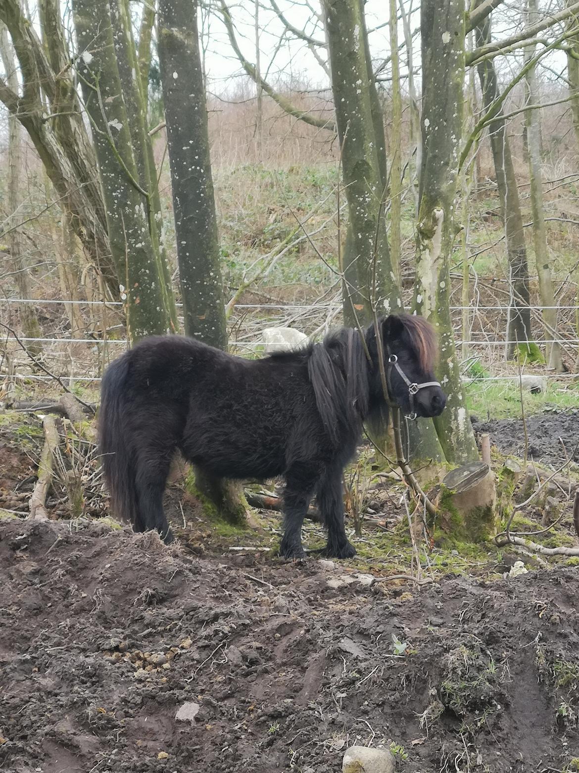 Anden særlig race Stacy (Daisy)  billede 7