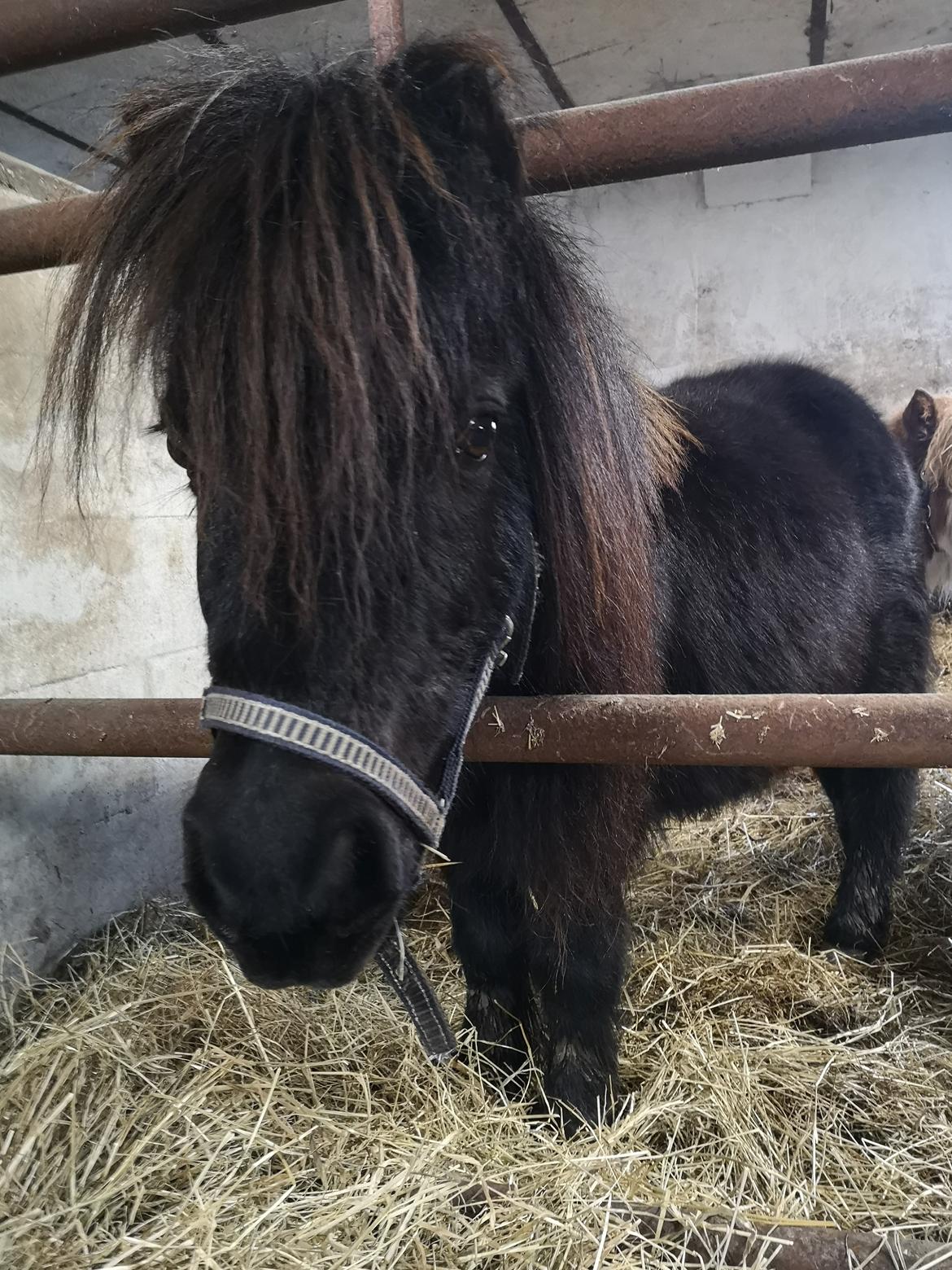 Anden særlig race Stacy (Daisy)  billede 8