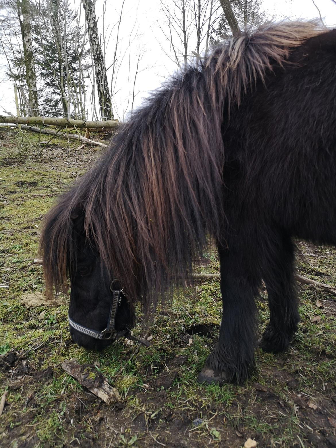 Anden særlig race Stacy (Daisy)  billede 9