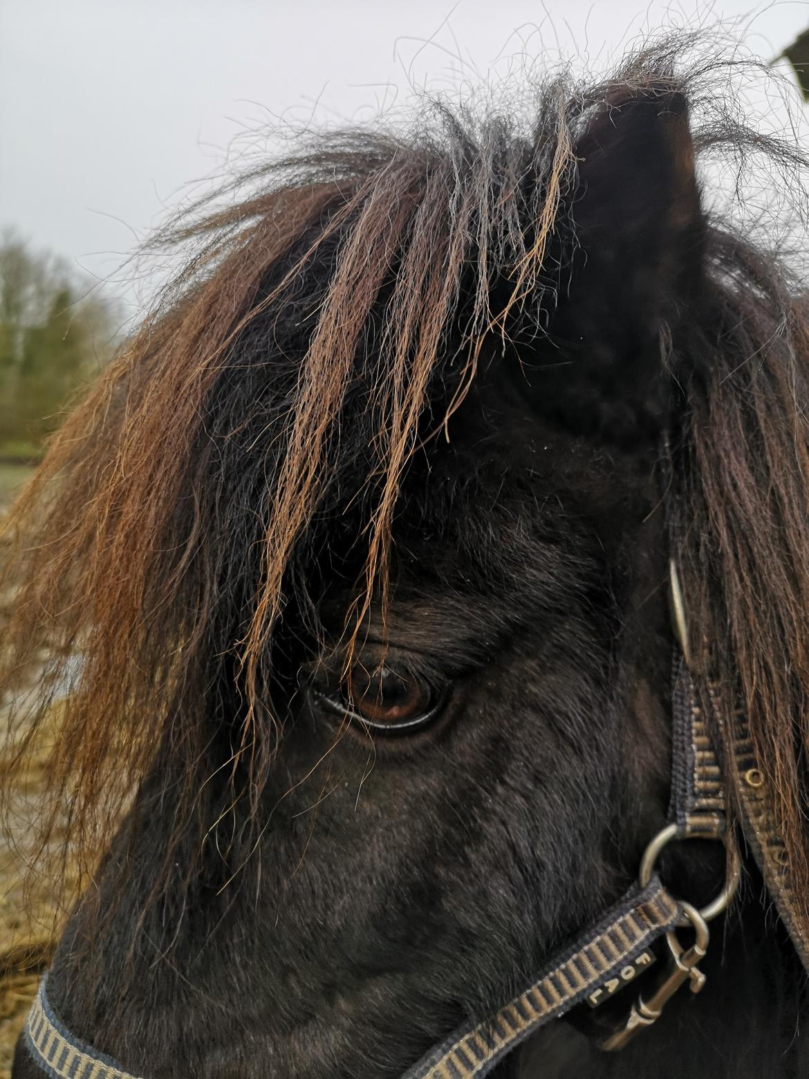 Anden særlig race Stacy (Daisy)  billede 10