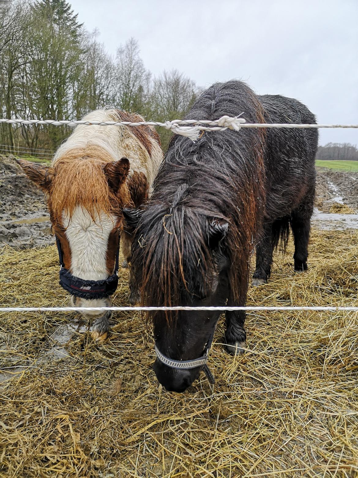 Anden særlig race Stacy (Daisy)  billede 11