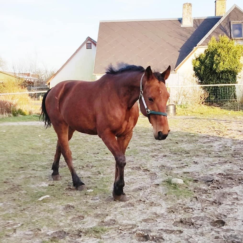 Traver Fantastic Ås aka Hugo *død* billede 4