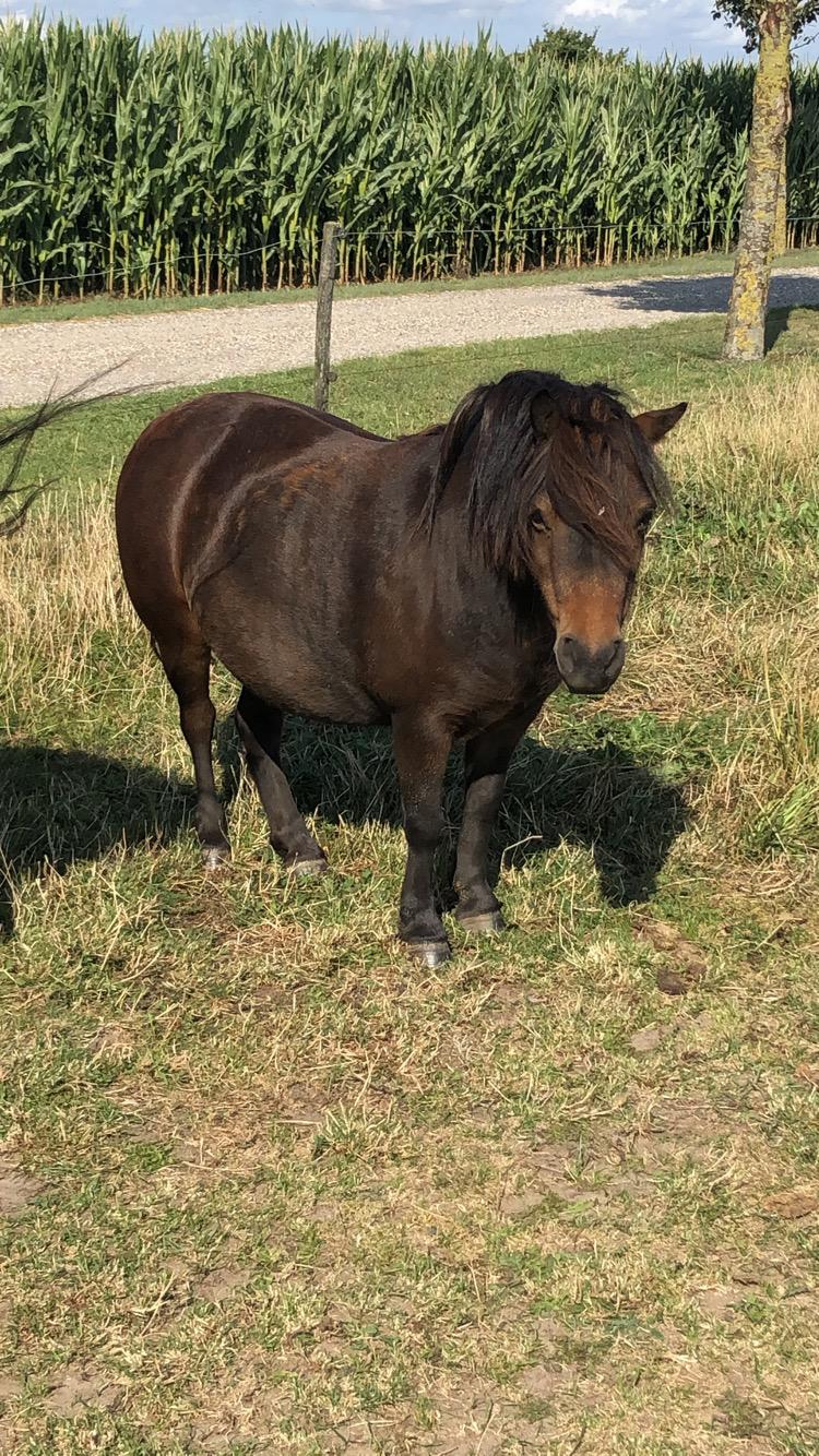 Anden særlig race Andrea billede 12